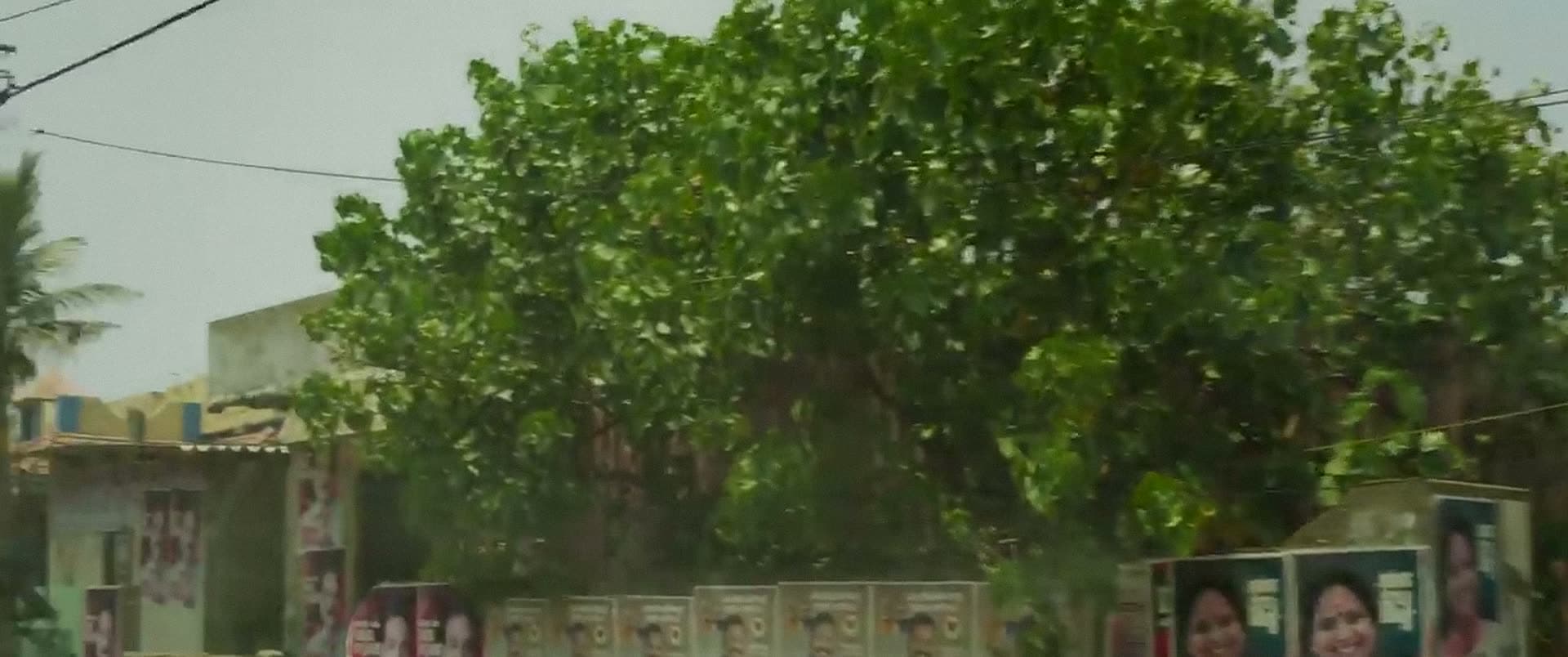 A row of posters runs along a low wall beneath a large tree.
