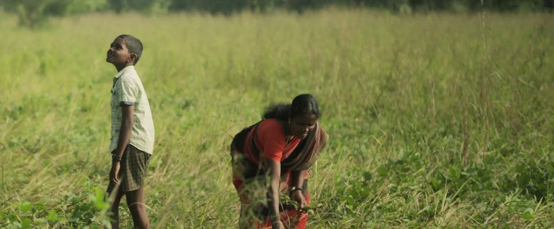 A boy stands looking up at the sky in a field of tall grain while a woman bends to work beside him.