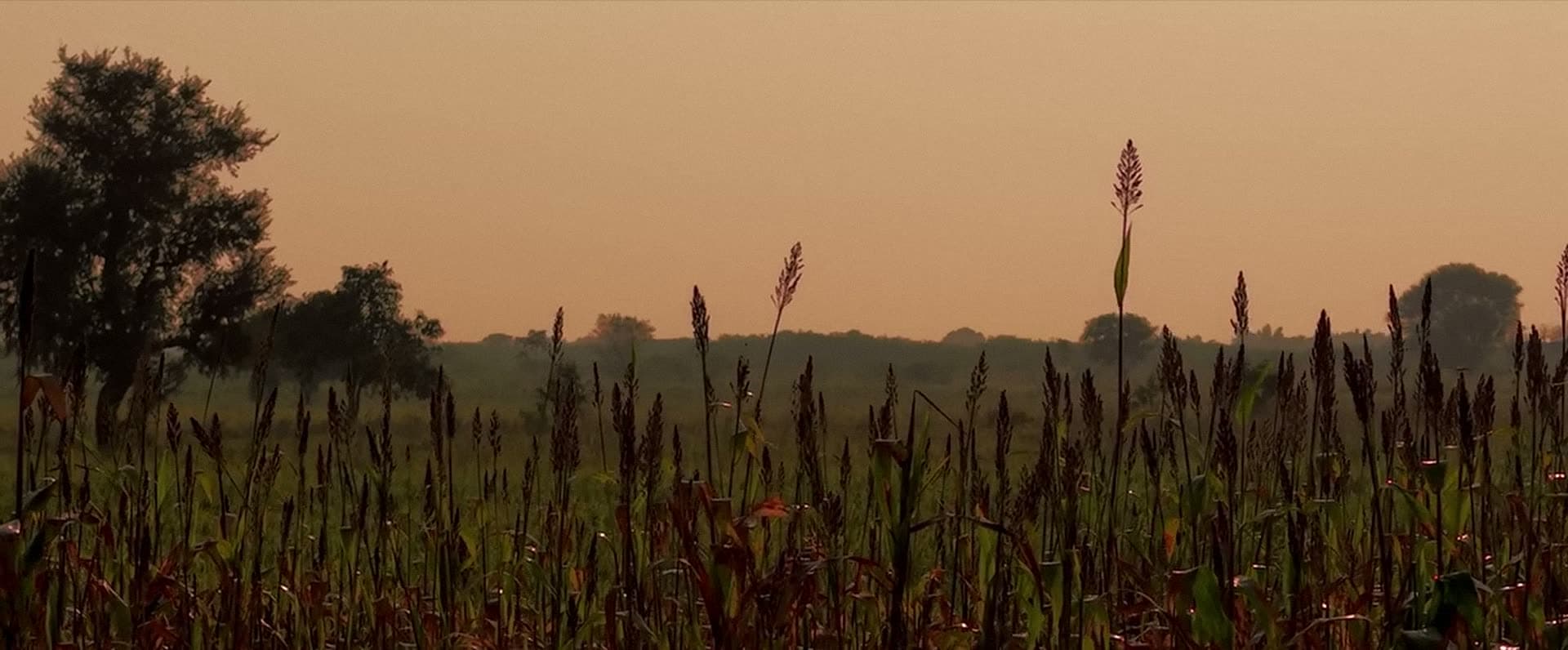 Tall millet stalks in silhouette against an orange sky at dusk.