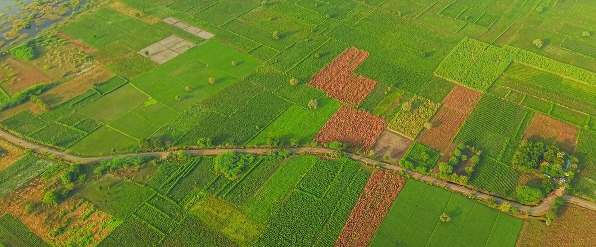 An aerial view of small fields in many shades of green and red, divided by a winding path.