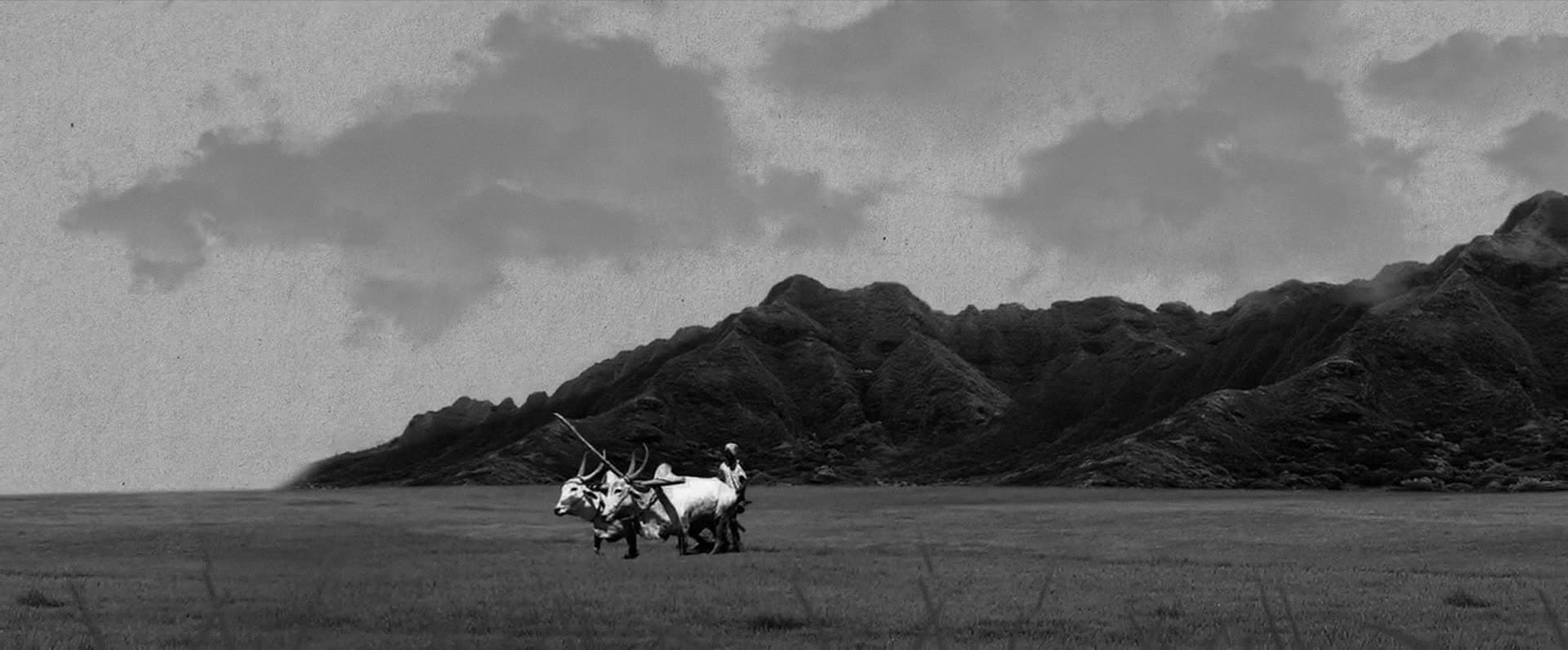 A black and white image of a farmer ploughing with two bullocks on an open plain below rocky hills.